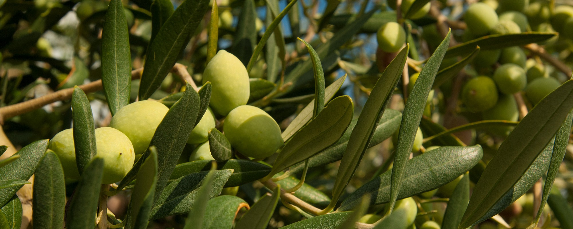 Olivenferienwohnungsizilienferienparcoverde02ger0068s